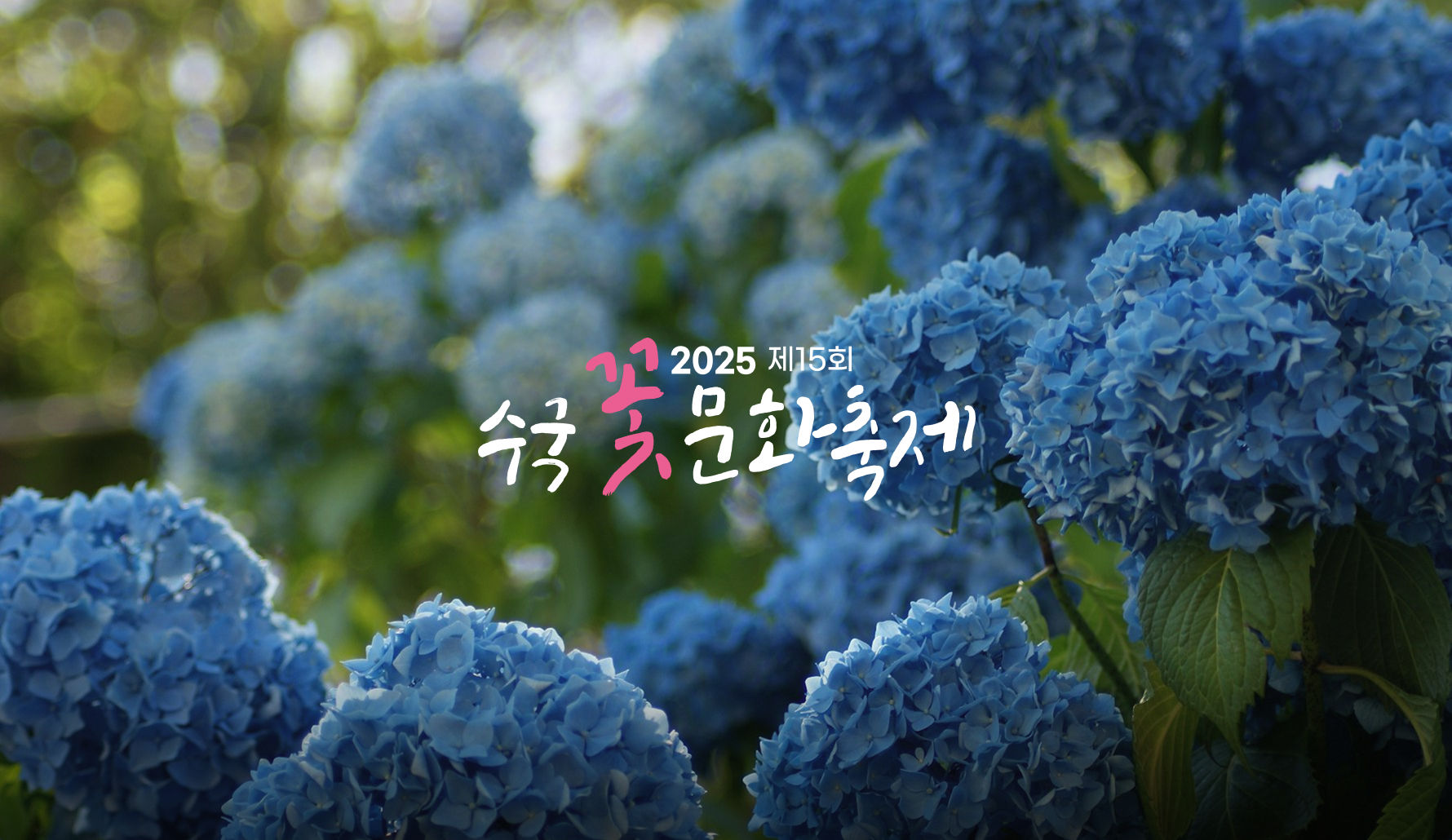 4색테마 여름꽃의 여왕 영도 수국에 물들다 썸네일